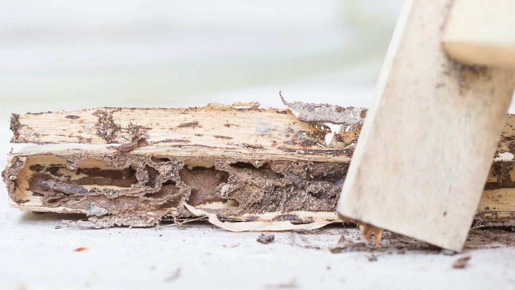 Termites