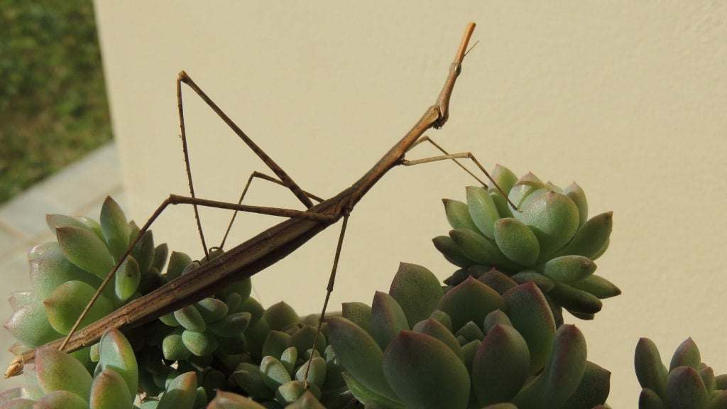 Walking Stick