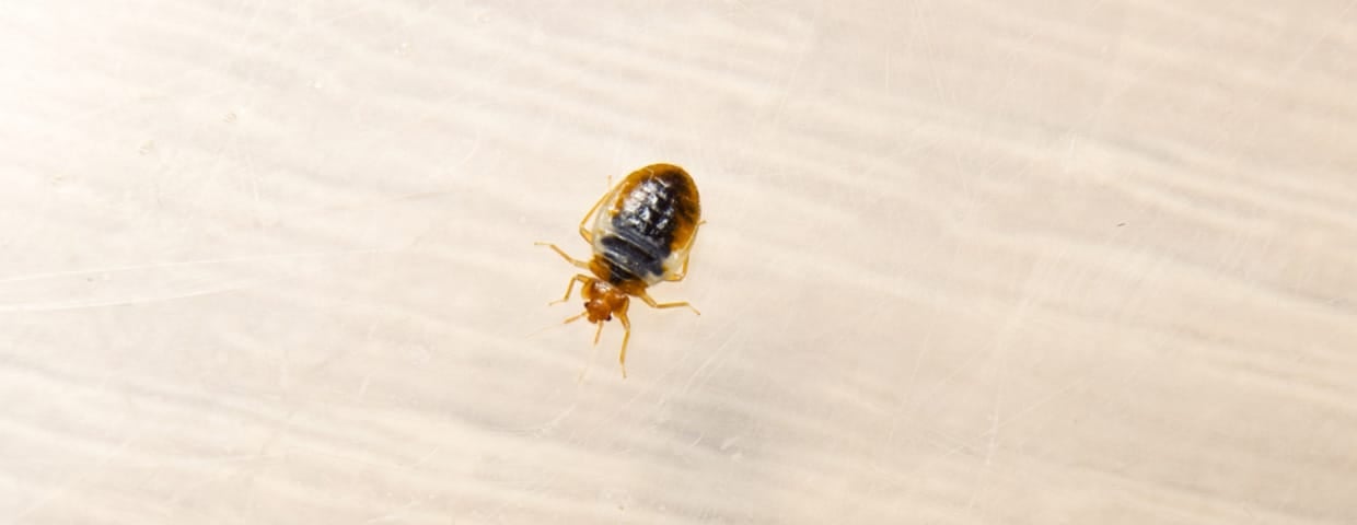 closeup view of a bedbug sitting on a surface
