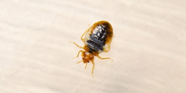 closeup view of a bedbug sitting on a surface