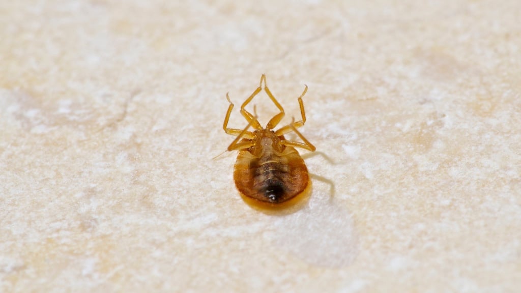 closeup of dead bed bug lying on its back