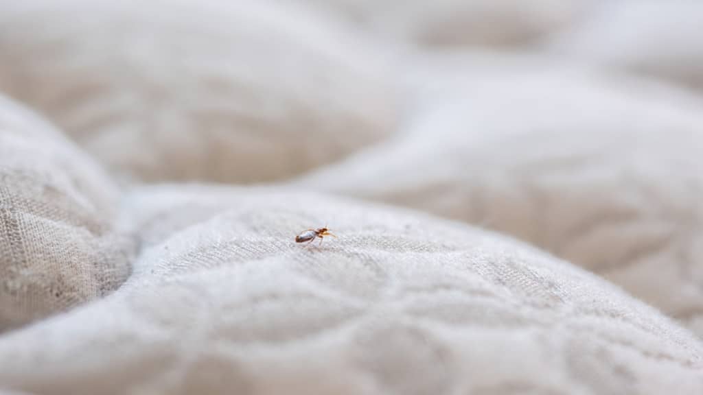 Bedbugs