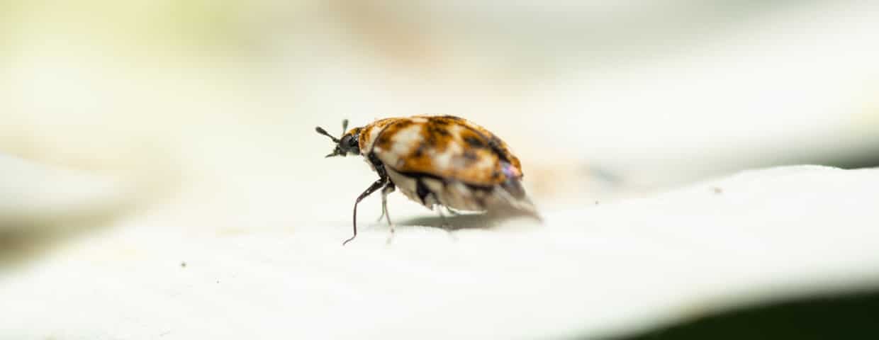 Carpet Beetle
