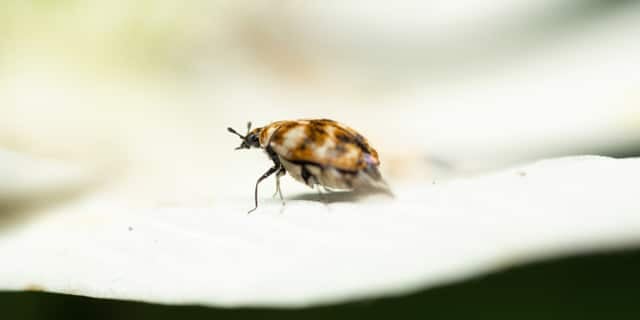 Carpet Beetle