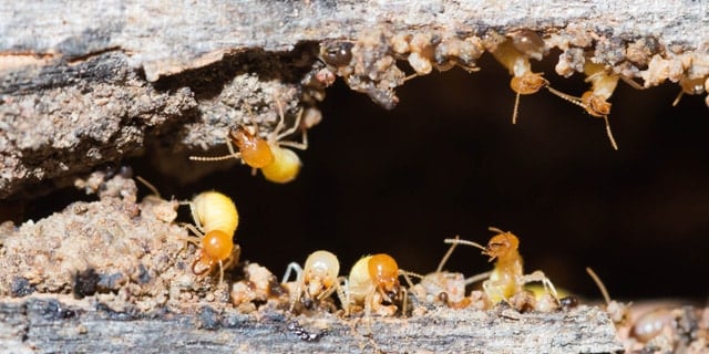 Termites