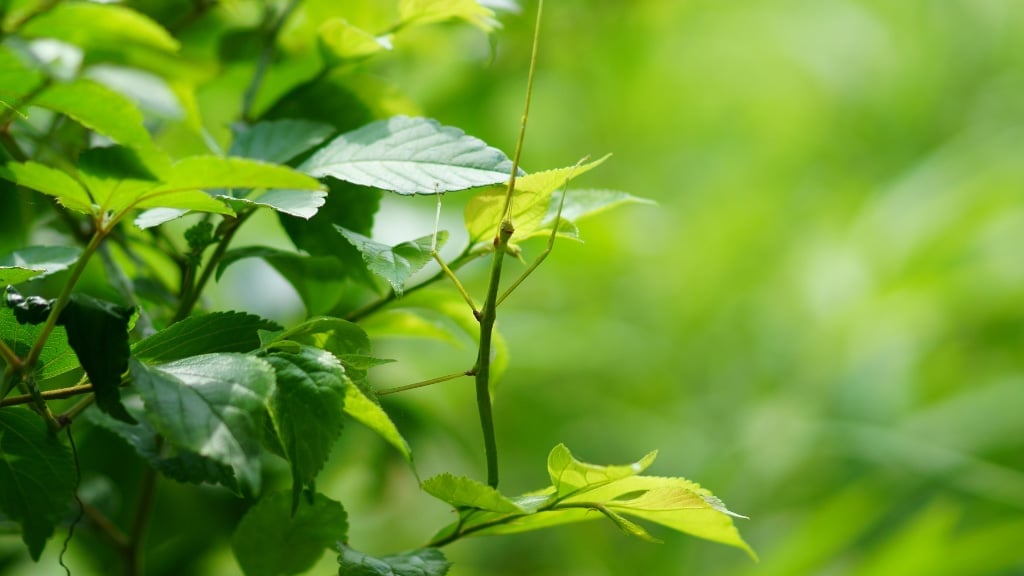 Stick Bug