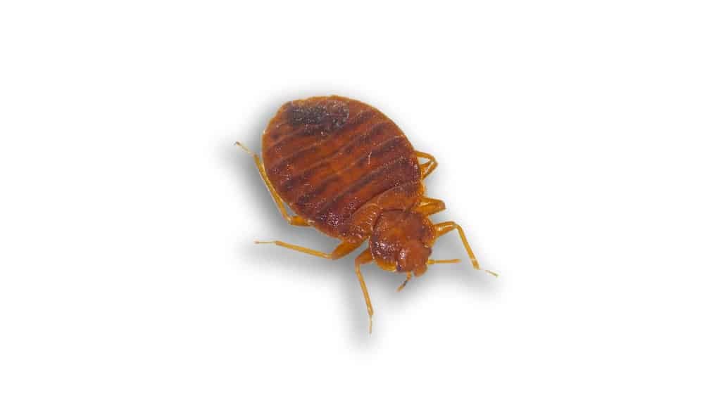 Bed Bug