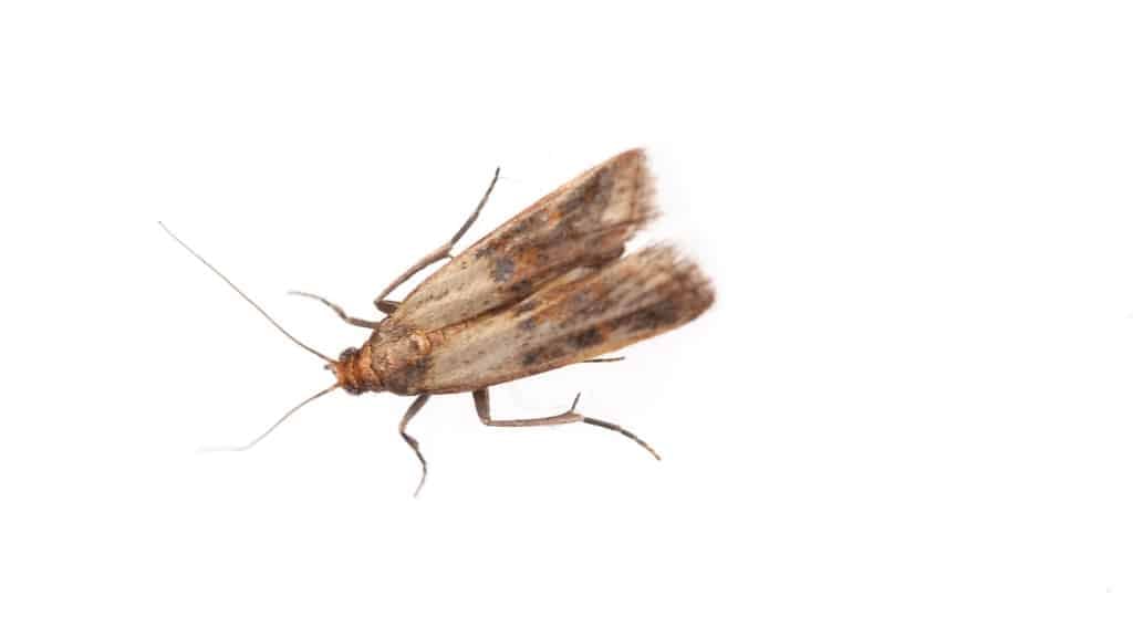 Pantry Moths