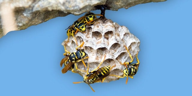 Wasps