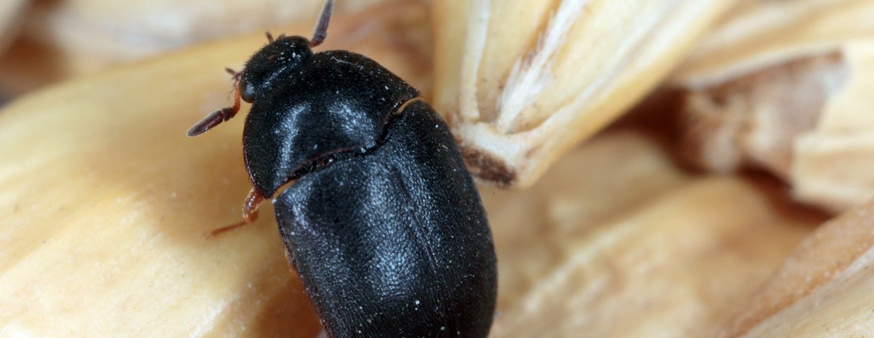 Black Carpet Beetle