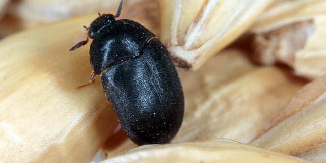 Black Carpet Beetle