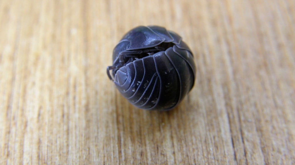 Pill Bug