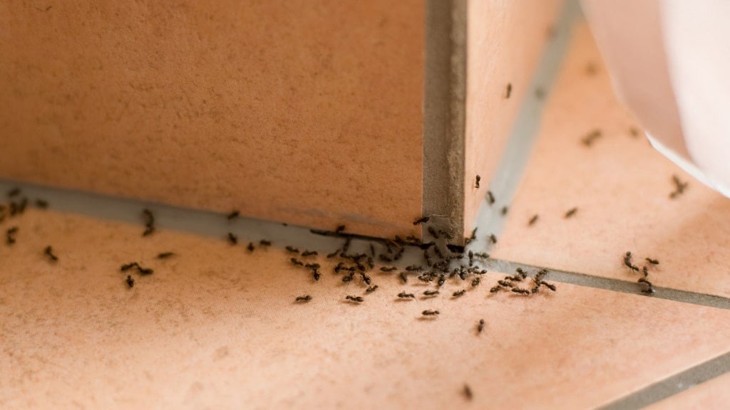 Exclusion Pest Control