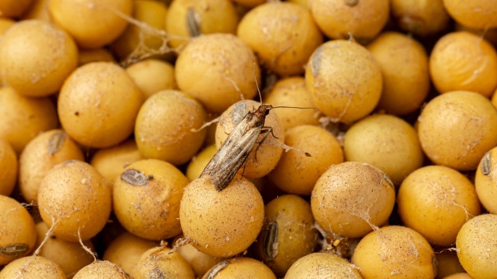 Pantry Moths