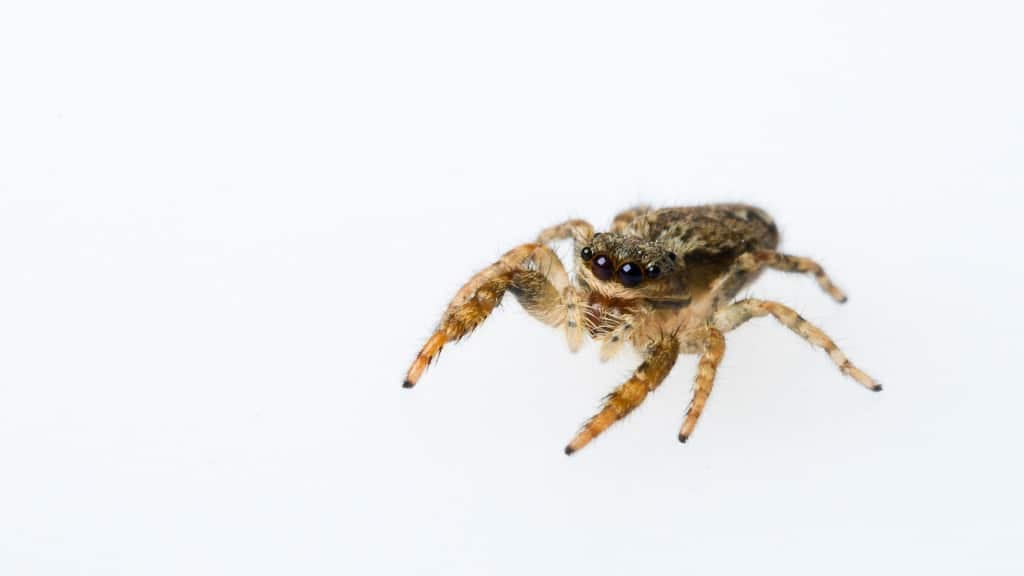 Jumping Spider