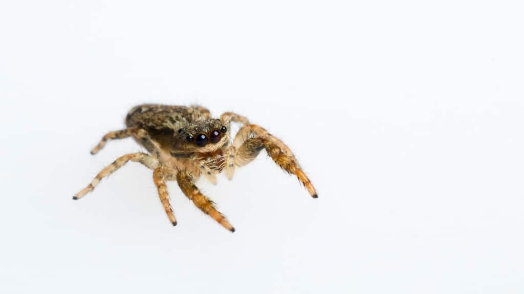 Jumping Spider