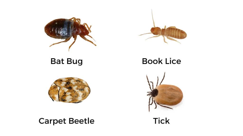 Beg Bugs