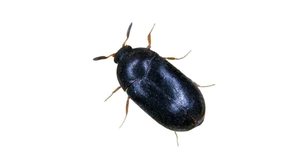 Black Carpet Beetle