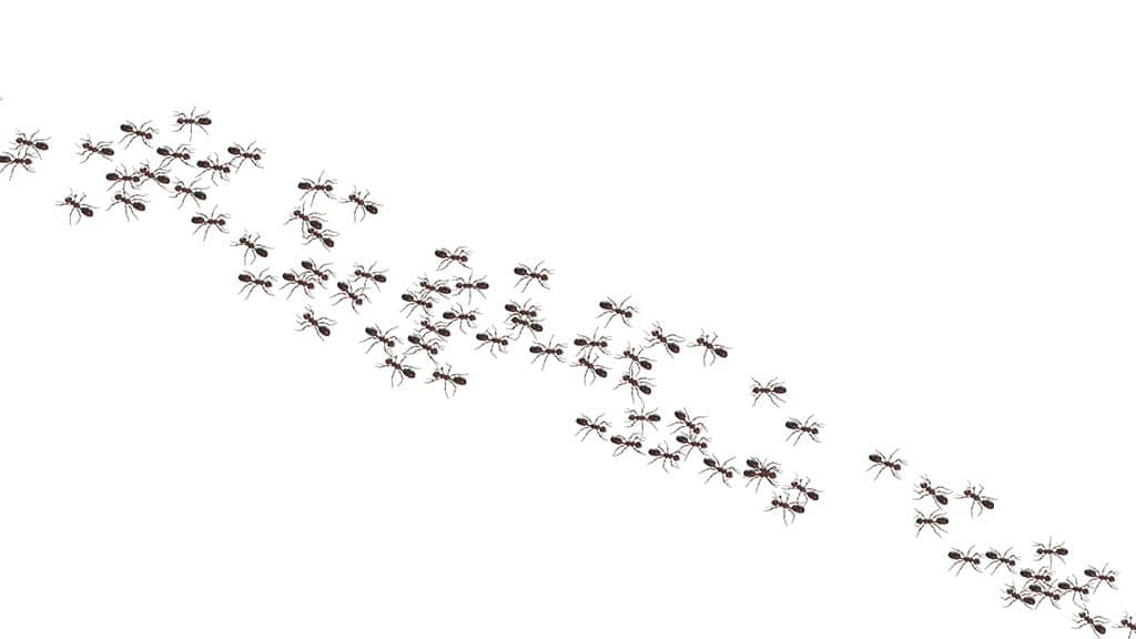 Argentine Ants