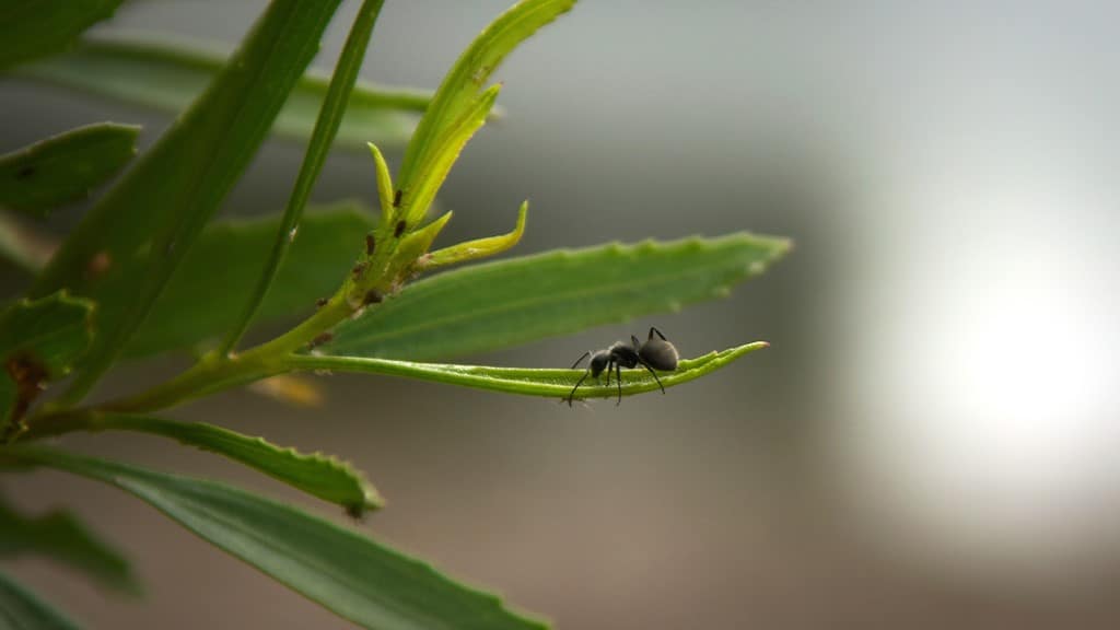 Argentine Ants