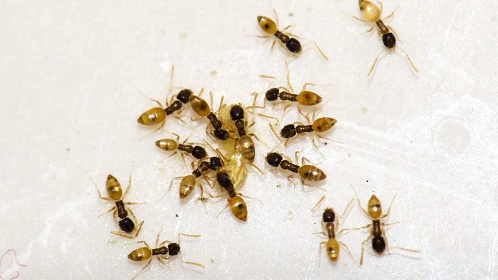 Argentine Ants