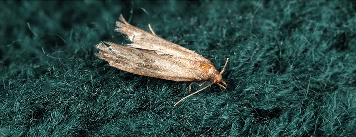 Closet Moths