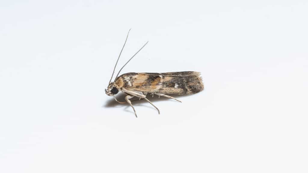 Closet Moths