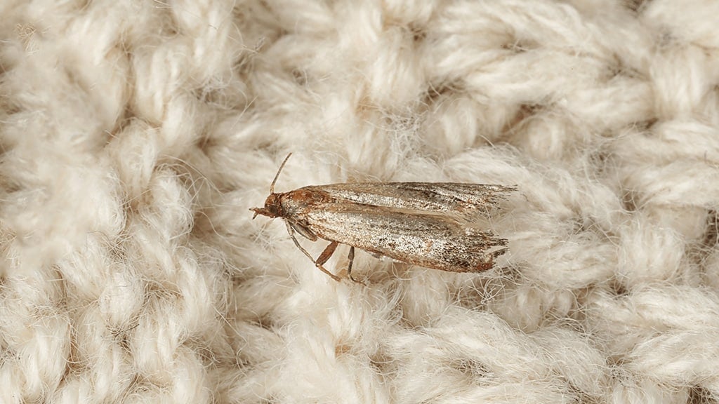 Closet Moths