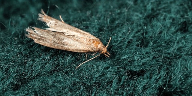Closet Moths