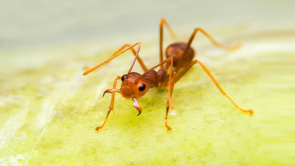 Fire Ants