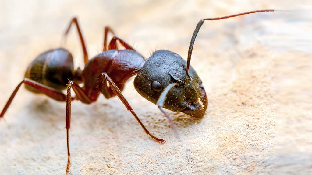 Fire Ants