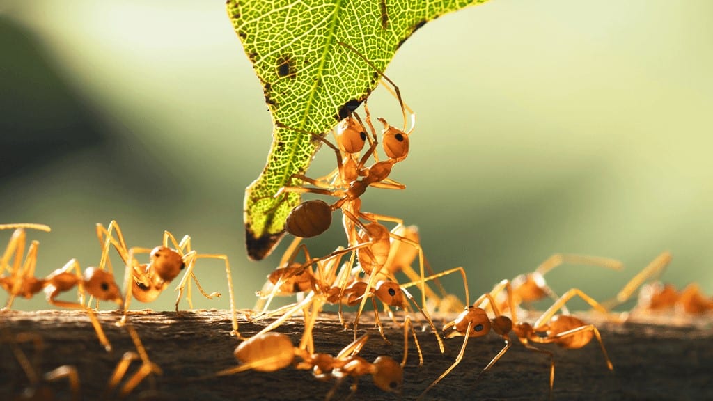 Fire Ants