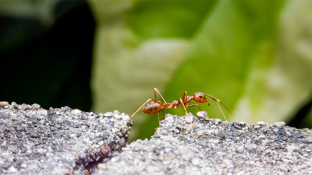 Fire Ants