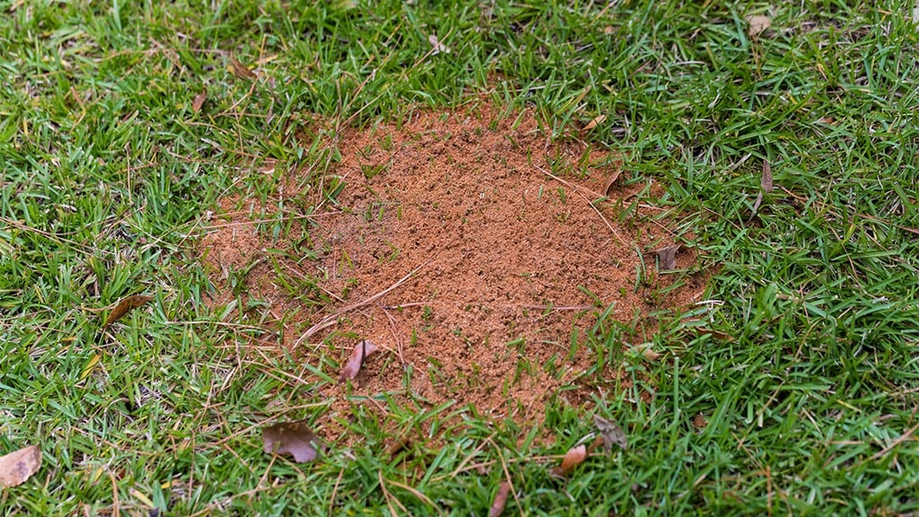 Fire Ants