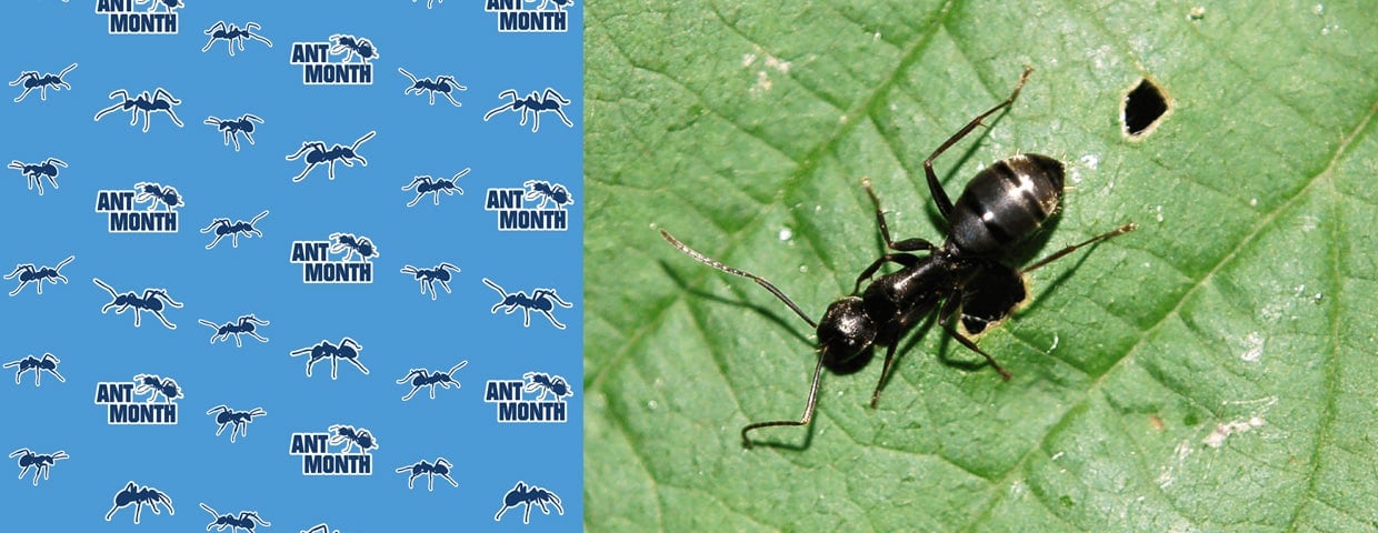 Argentine Ants