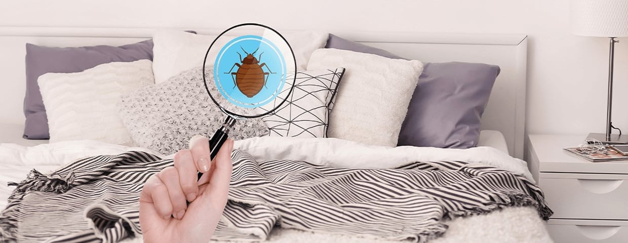 Bedbugs