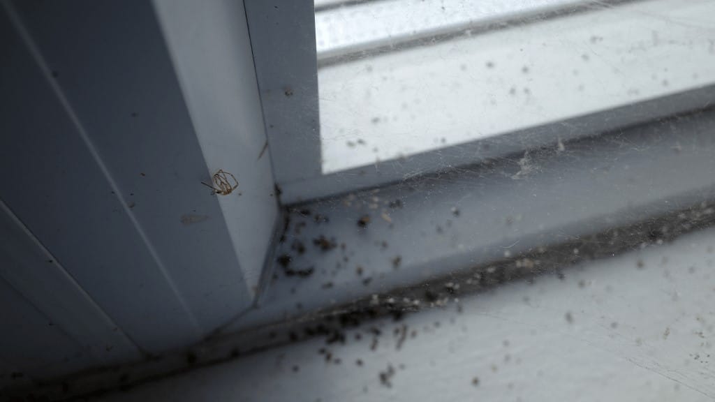 Pest-Proof Garage
