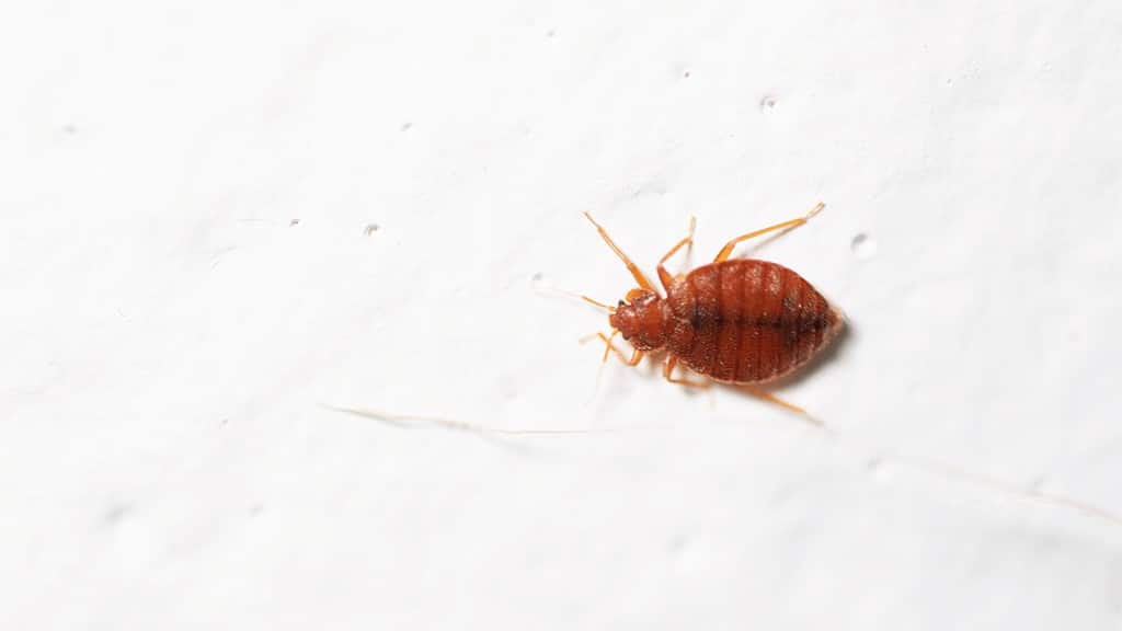 Bedbugs