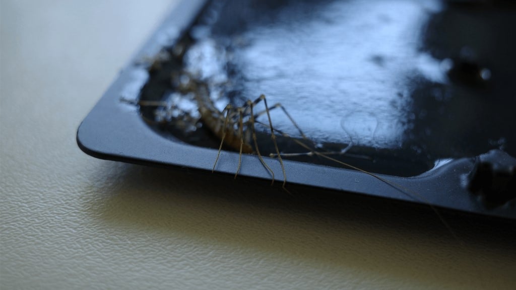 Pest-Proof Garage