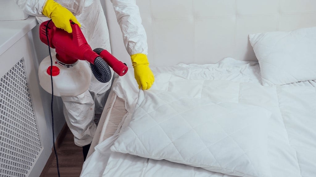 Bedbugs