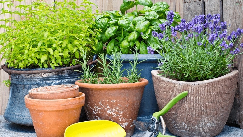 Mosquito Proof Your Yard