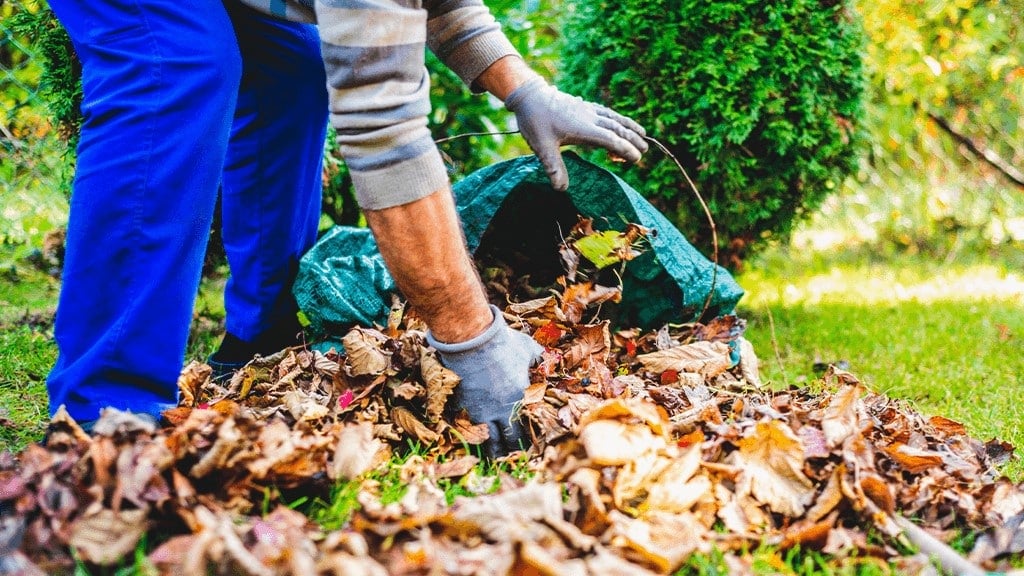 homeowner with gloves and a trash bag picking up dead leaves to prevent production of mosquitos
