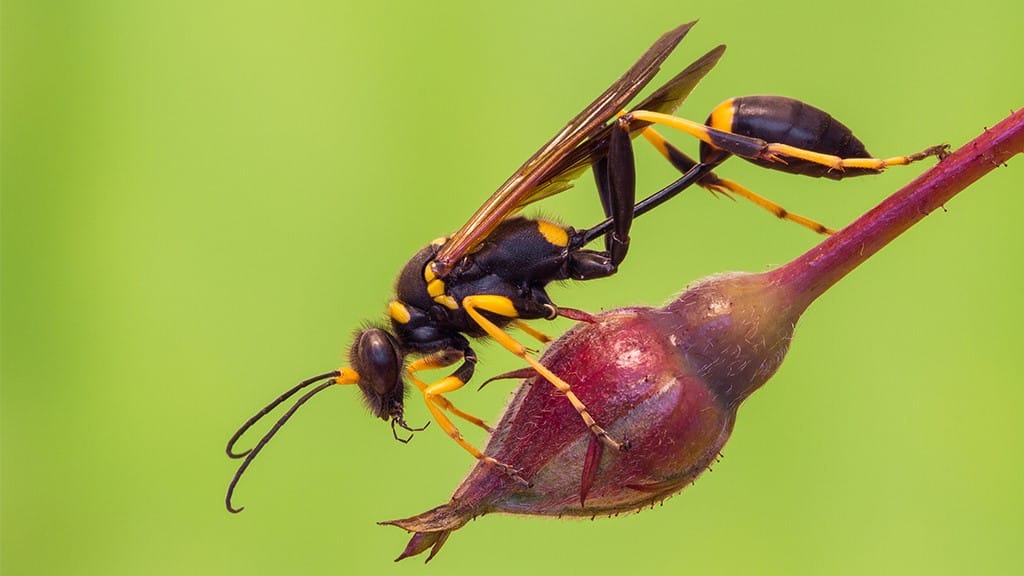 Mud Daubers