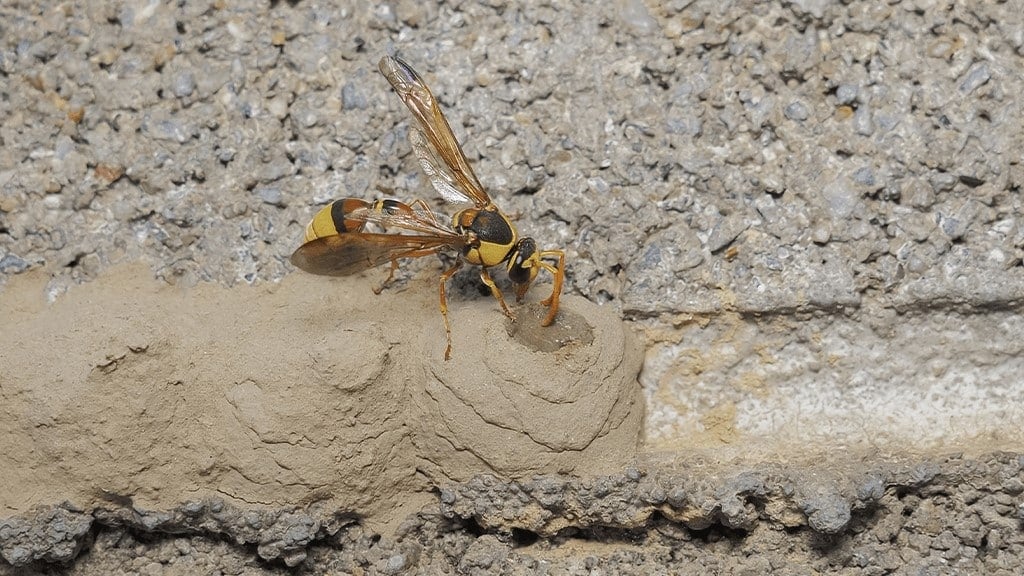 Mud Daubers