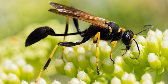 Mud Daubers