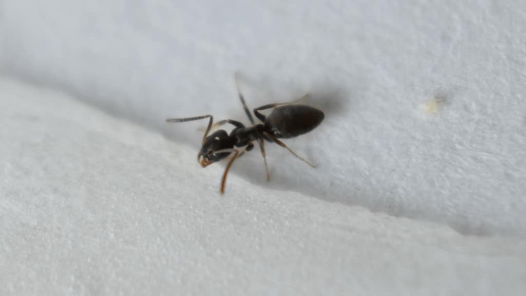 Odorous House Ants