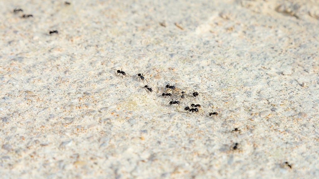 Odorous House Ants