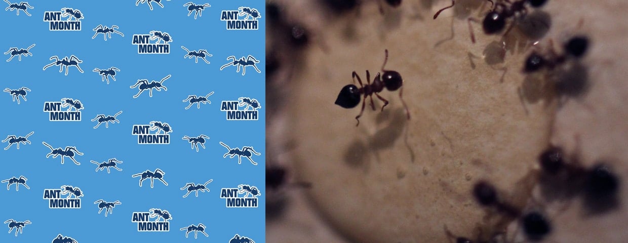 Odorous House Ants