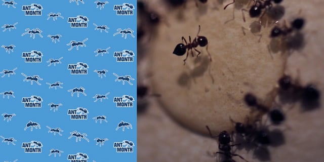 Odorous House Ants
