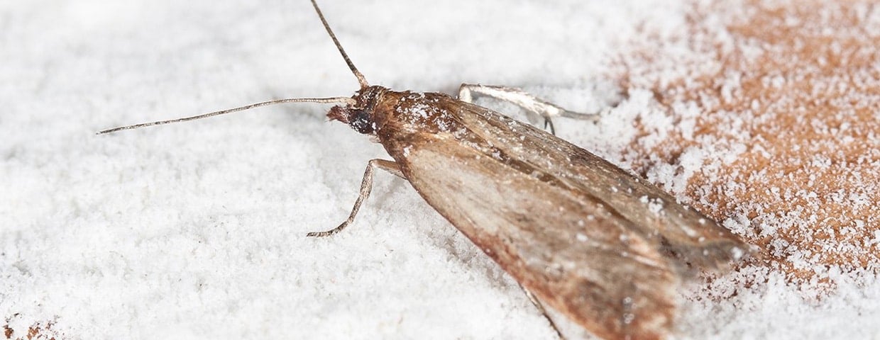 Pantry Moths